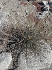 Hoffmannseggia microphylla