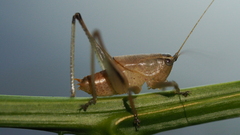 Requenini