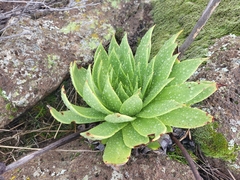 Dudleya brittonii
