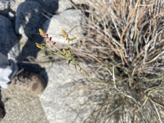 Hoffmannseggia microphylla