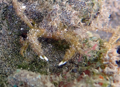 Simocarcinus simplex