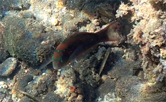 Thalassoma quinquevittatum