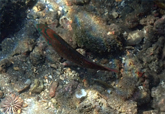 Thalassoma quinquevittatum
