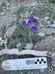 Phacelia crenulata