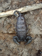 Hormurus