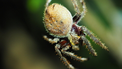 Socca pustulosa