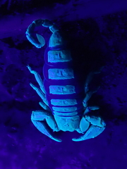 Hormurus