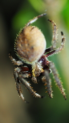 Socca pustulosa