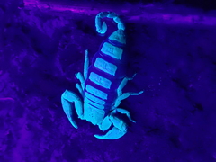 Hormurus