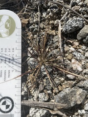 Bouteloua aristidoides