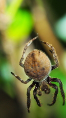 Socca pustulosa