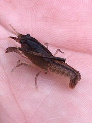 Creaserinus hedgpethi