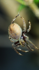 Socca pustulosa