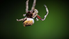 Socca pustulosa