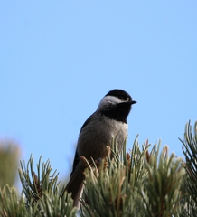 Poecile sclateri