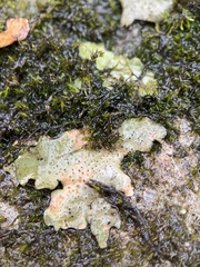 Dermatocarpon muhlenbergii