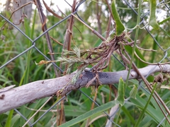Tillandsia tricholepis