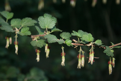 Ribes californicum