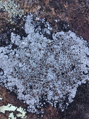 Lecanora argentea