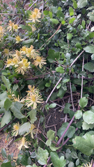 Clematis pauciflora