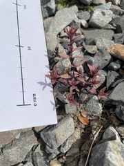 Epilobium melanocaulon