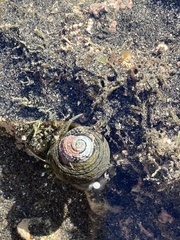 Pagurus novizealandiae