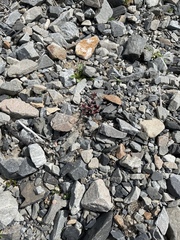 Epilobium melanocaulon