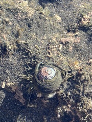 Pagurus novizealandiae