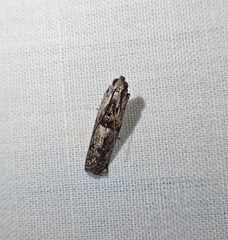 Sciota melanostyla