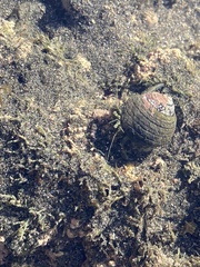 Pagurus novizealandiae