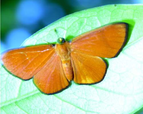 Pachythone gigas
