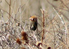 Passerculus sandwichensis