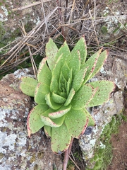 Dudleya brittonii