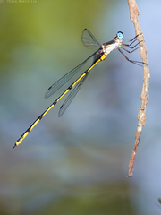 Synlestes tropicus