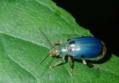 Exora obsoleta