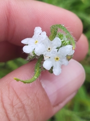 Cryptantha intermedia