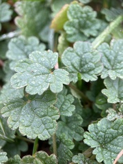 Lamium amplexicaule