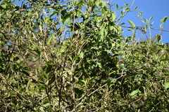 Polioptila