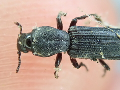 Bothrideridae
