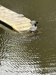 Fulica americana americana