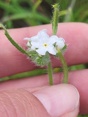 Cryptantha intermedia