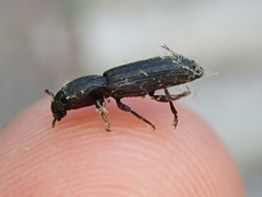 Bothrideridae