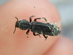 Bothrideridae