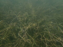 Syringodium filiforme