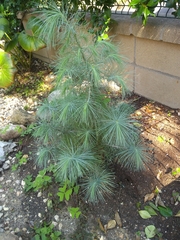 Pinus maximartinezii