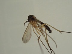 Keroplatidae
