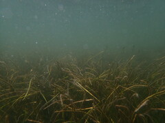 Syringodium filiforme