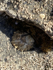 Cellana ornata