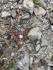 Epilobium melanocaulon
