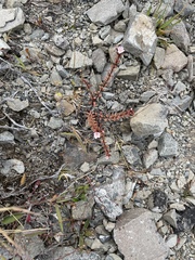 Epilobium melanocaulon